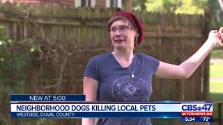Neighborhood dogs accused of killing pets in Jacksonville neighborhood