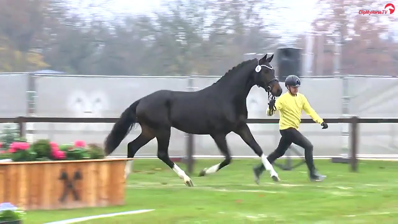 Dressurhengste Schleier | Prämienhengst Fontainebleau - Hengstkörung Verden 2024