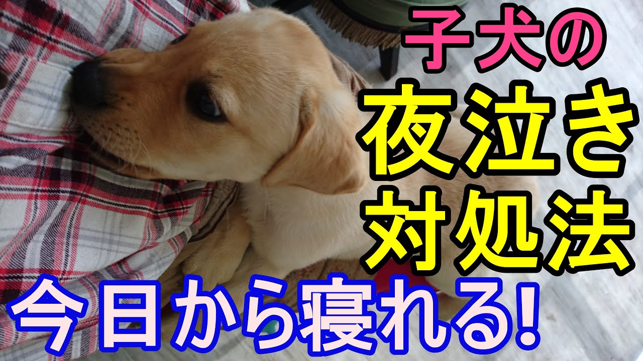 子犬【簡単】夜泣き対処法3選 いつまでも夜泣きを続けさせないために出来る事を紹介 YouTube