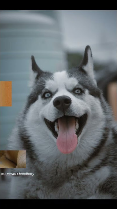 Professional dog shoot with mid range camera is it possible?  Yes of course results in this video.