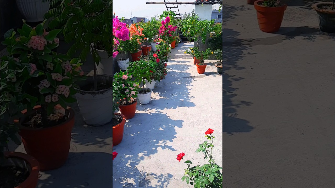 terrace garden overview part 124 | multiple colours bougainvillea | 