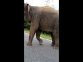 Нападение Слона на человека. Шри ланка. Elephant Attack