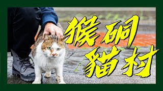 北海岸猴硐貓村現況超療癒！｜日常短片 