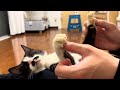 どこでもフミフミしてしまう猫。病状経過について【保護猫】