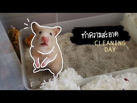 ทำความสะอาดกรงแฮมสเตอร์ | Hamster Cage Big Cleaning 🐹