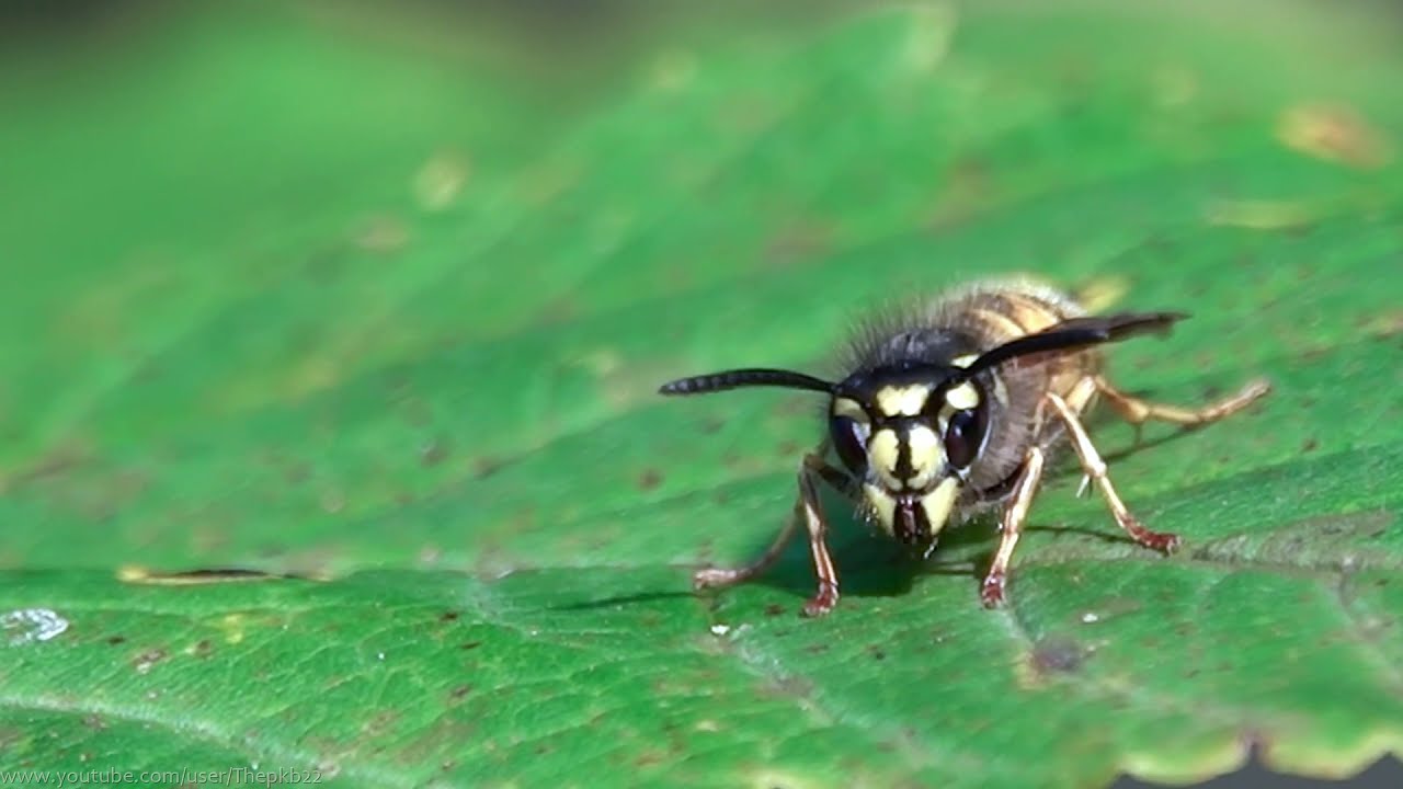 Common Wasp (Vespula vulgaris) - Brighton, September 2021