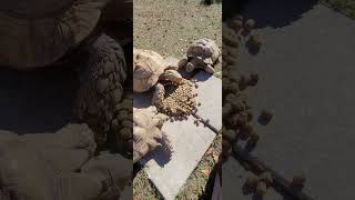 #sulcatatortoise #tortoise #mazuritortoisediet #reptiles #animalshorts #animals #pettuber #pets