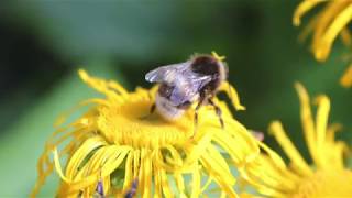 Flight of the Bumblebee - Saxophone Octet