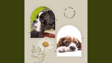 Pulsating Moods for Relaxing Your Dog