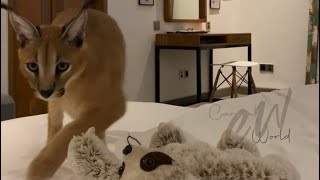 Mini - Ausgabe“ vom CARACAL!  Baby animals, Cute baby animals