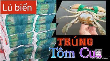 dặt 12 của ngục trúng tôm cua, cung cấp lú thái lan Đánh Biển  hôm cải tiến