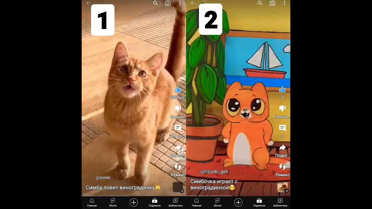 #симба #симбочка #симбочкапимпочка #симбатоп #кот #коты #котики # ...