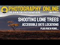 Photography Online January 2021 (part 1) - Lone trees and golden eagles