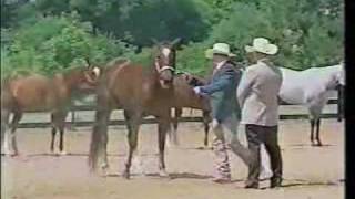 Showmanship Etiquette: Part 1, as seen on eXtension