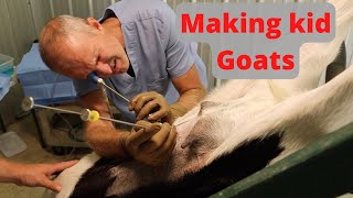 Laparoscopic  Artificial insemination of Kiko goats.    #homestead #smallfarm