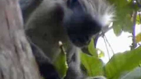 Red Colobus monkeys op Zanzibar (Tanzania) JenniesFilmpjes