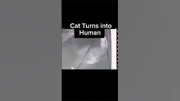 Cat turn into human😳 #shorts #viralvideo