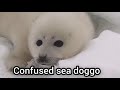 sea doggo types