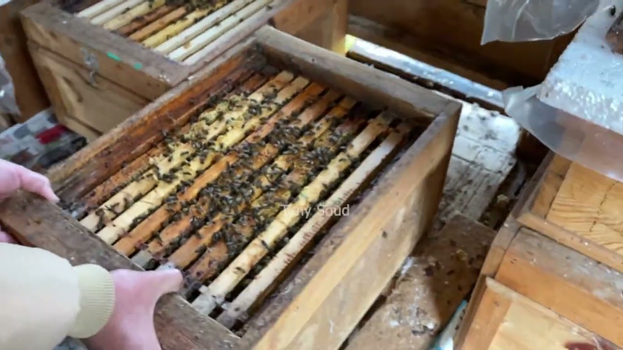 متى نستخدم خلية بملكتين .