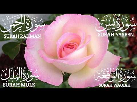Surah Yaseen soul refreshing qirat,🌼 Surah Rahman 💦 Surah Waqiah ✨ Mulk #quranictranslation  #quran