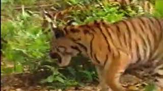 Tiger Monkey Fight Funny