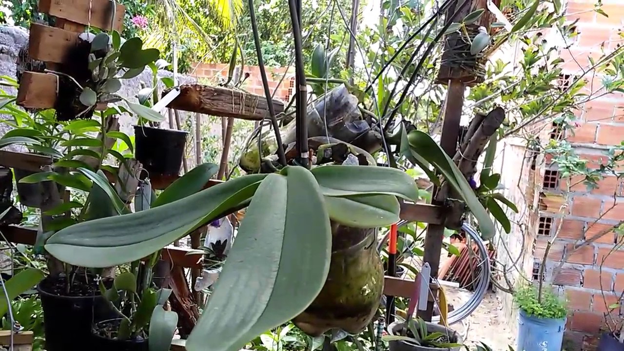 Resultados no cultivo de orquídeas no pet com Reservatório