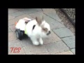 LPD officer builds wheelchair for his rabbit