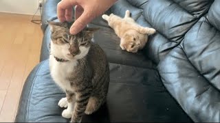 【後編】撫でられて満足する猫と不満そうな短足猫【保護猫】 by ねおの保護猫。 20,460 views 1 year ago 1 minute, 35 seconds