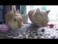 【あまりに残念すぎて何度見ても笑える猫!】 A cat with too ugly faces can laugh!
