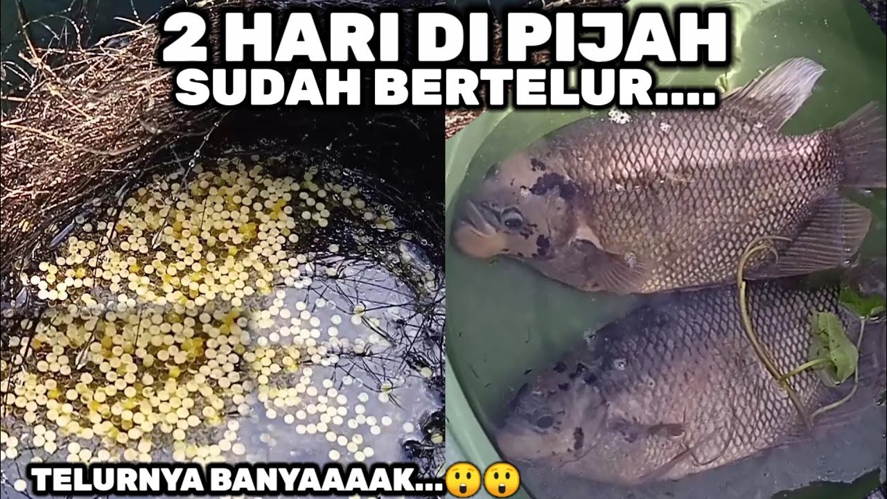 INILAH KUALITAS TELUR PERTAMA INDUK IKAN GURAME‼️