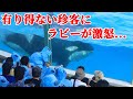 【ハプニング】シャチショーの邪魔をする珍客にラビーがキレた!? 鴨川シーワールド シャチショー KamogawaSeaWorld orca killerwhale