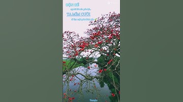 Mùa hoa mộc miên ( hoa gạo).