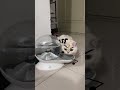foryou cat catlover petlover catsoftiktok petcare pettools... #Shorts #catonline520