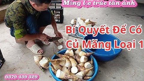 Bí quyết để có củ măng lục trúc loại 1 siêu to