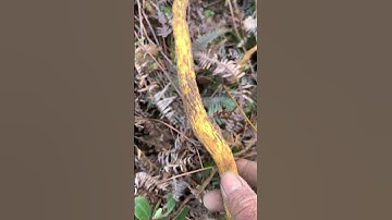 Dễ cây Ưng bất bạc cho ai cần sđt 0793215680