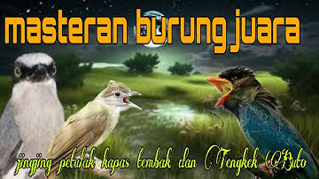Tembakan juara 🔥🔥 Tengkek Buto kapas tembak jingjing petulak 