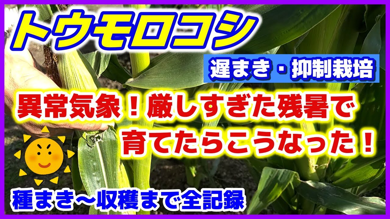 【異常気象中にトウモロコシ栽培した結果をガチ報告】遅まきの抑制栽培（種まき～収穫・糖度計測・味感想まで）／「極甘ミラクルゴールド」と「あまいバンタムプレミアム」／家庭菜園