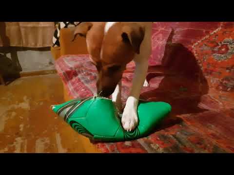 არაადექვატური ჯეკ რასელ ტერიერი jack russell terrier