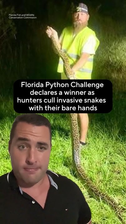 Winner declared in Florida Python Challenge #shorts - YouTube