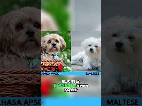 ラサ・アプソとマルチーズ – 違いは何ですか?