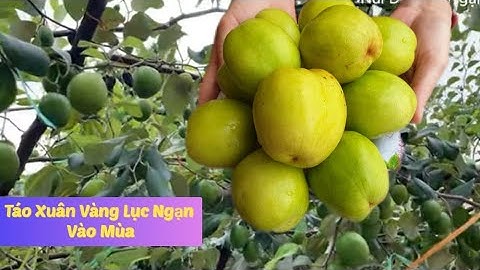 TÁO XUÂN LỤC NGẠN CHUẨN BỊ VÀO MÙA I NÚI ĐỒI LỤC NGẠN