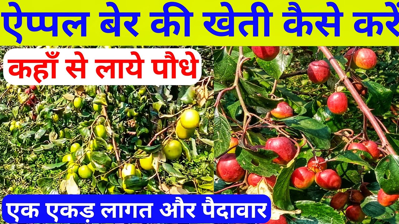 एप्पल बेर की खेती की पूरी जानकारी।apple ber ki kheti kaise kare।apple