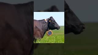 The Future of Farming – Cows Guided by Sound & Shock 😱