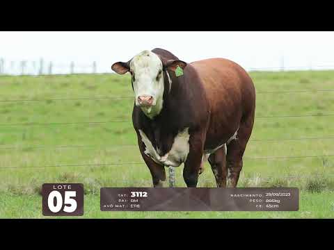 LOTE 05
