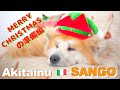 Italian Christmas tree preparation with Akita dog "SANGO" and cats 🎄