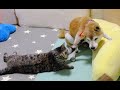 おばあちゃん柴犬のくるくるを止める猫☆