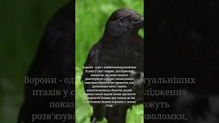 🐦‍⬛ Ворони - одні з найінтелектуальніших птахів  факт #1🐦‍⬛ #shorts  #благовіст #вартознати #історія