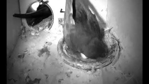 Gierzwaluwen in nestkast met camera