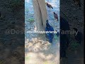 Wow Cutie Mama Hen Chicks Video | Cutie Chicken | Adorable Beautiful Hen #shorts #animal #birds