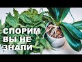 Спорим Вы ничего не знали про удобрение для орхидей из крапивы. Настой из крапивы